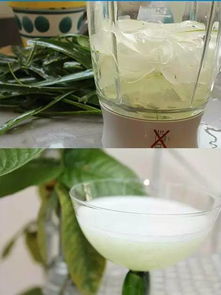 新鲜芦荟汁擦脸，真的能护肤吗