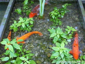 木耳菜：营养丰富的佳品