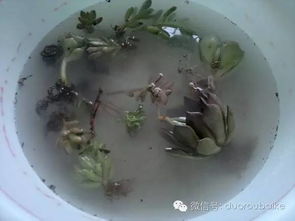 杀菌剂，怎么用才对？
