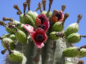 2. Zuo成果干或沙拉