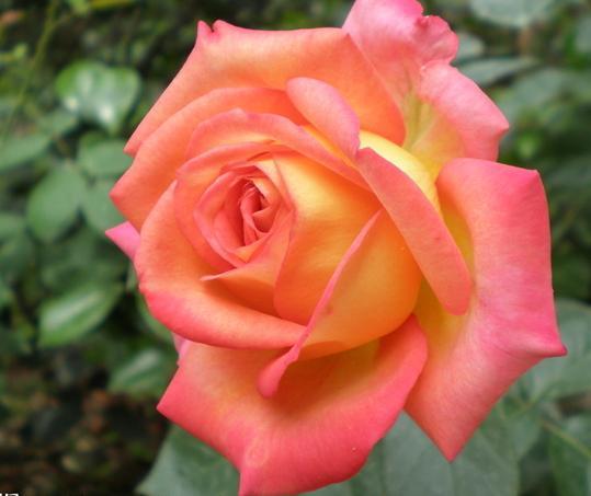 月季花千篇一律，是不是百变女郎才是让人心动之选呢？