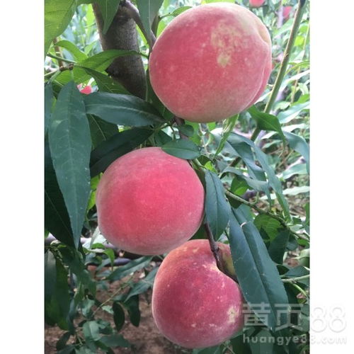 黄桃树苗最佳种植时间是什么时候？
