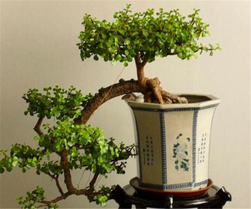君子兰秋冬养护，打造室内美丽长青盆景