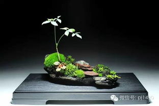 冬季养护花叶芋，如何保持温暖和湿度