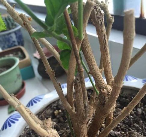 第一步：观察时机， 选择好日子