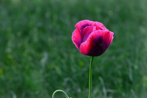 粉色花的五彩斑斓世界