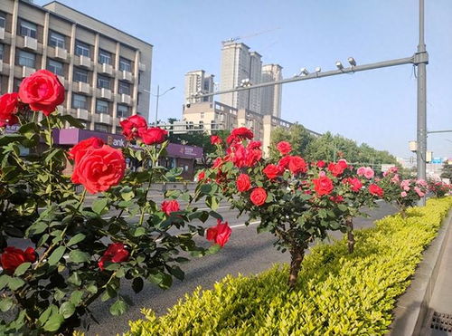 金叶复叶槭， 金灿灿的春天