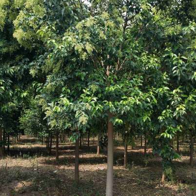 防治虫害，我有妙招！