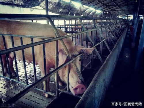 配种后，养猪人可观察母猪行为、食欲及体重变化