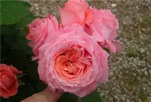 惊艳外观，如梦似幻