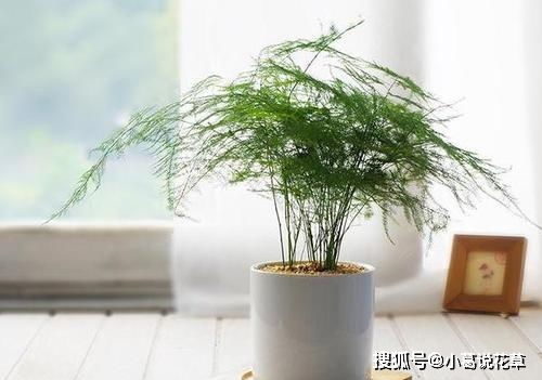 文竹黄叶落叶，为何如此脆弱