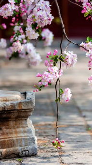 桂花朵朵美，花瓣层层叠，探秘形状魅力！