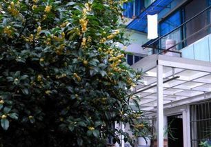 九月庭院种植， 选对植物是关键