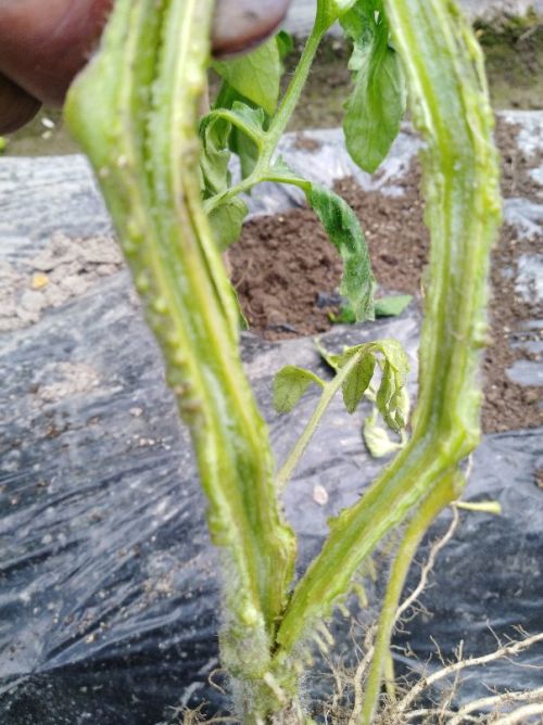 番茄青枯病用什么高效农药防治效果最好