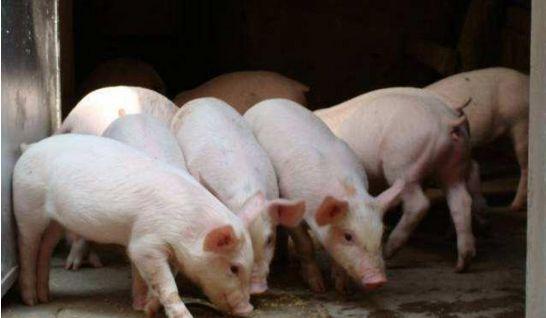 灰灰菜与胡萝卜：猪草的新角色