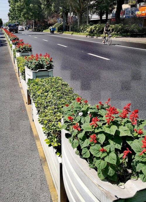 路边花坛：揭秘常见花卉的农业魅力