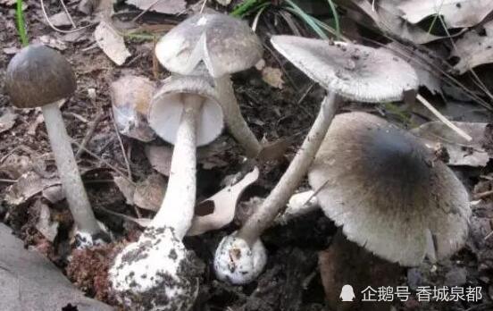 发病特点与防治