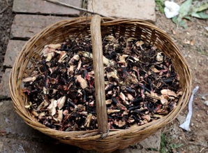 枣树根煮水喝：那些传说中的功效和禁忌，你了解多少？