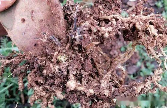 多菌灵使用过量会导致烧根吗？如何正确使用避免对根系造成伤害？