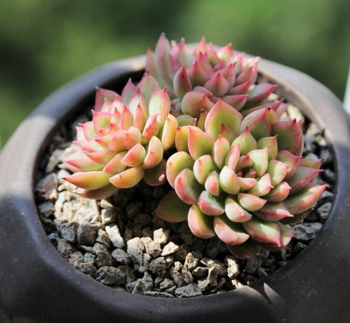 多肉植物夏天如何杀菌？预防病虫害