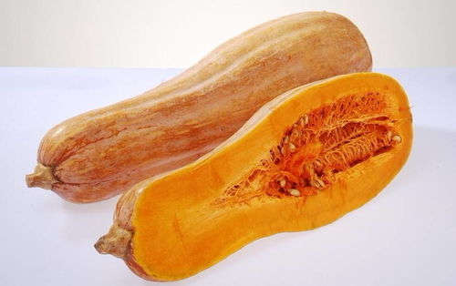 蛇南瓜：中熟品种， 适应性强