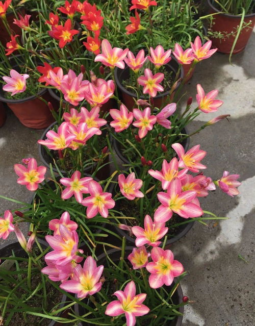 实战方案：4㎡封闭阳台的花草种植之道