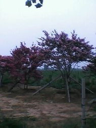 百日红的修剪大揭秘：修剪后的树形，美得让人惊叹！