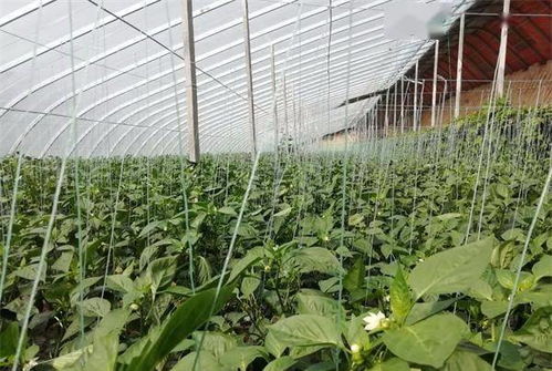 养分供给，别让花儿抢光