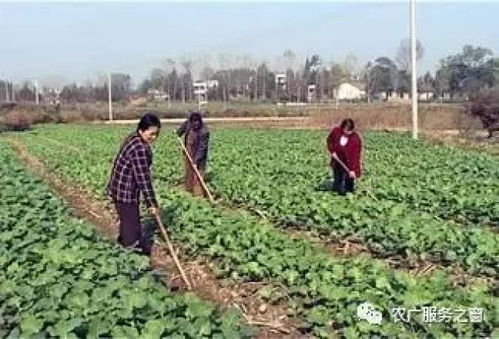 碳酸氢铵除草效果如何？具体用法是怎样的？