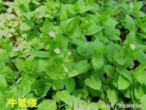 农药种类繁多， 效果各异