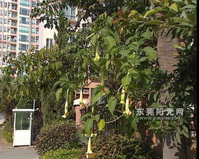 蔓陀罗花的功效与作用