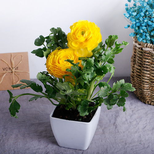 花毛茛花蕾期施肥，如何选择合适的肥料