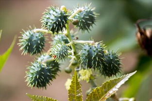 雨前雨后播种量有差别