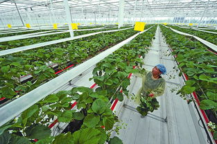 草莓树种植方法及养护技巧有哪些？如何确保草莓树健康生长