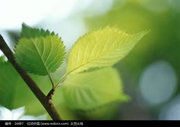 轻盈飘逸， 如丝如缕