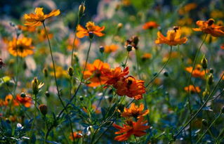 2. 太阳花：阳光下的快乐使者