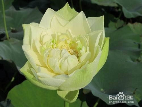 南方荷花种植季节大揭秘