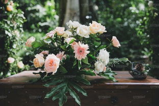 特里西亚月季的特点