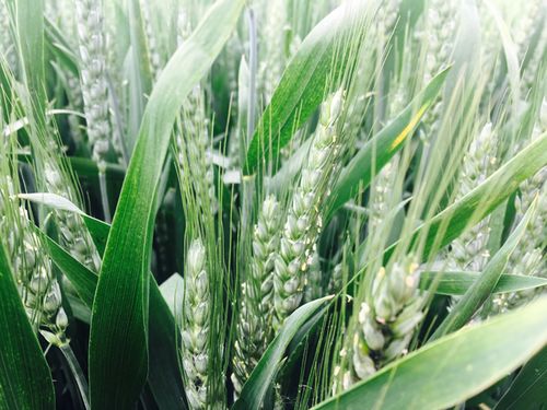 病害严重，频率要调整