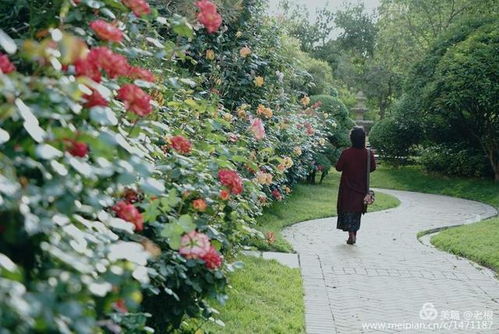 月季花的成长故事