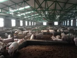 小规模养猪场管理：技术要点与养殖规范