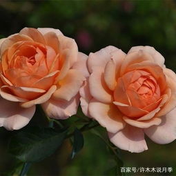 月季养护，难题多多？