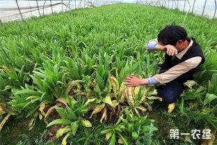 南阳市种植蔬菜， 那些好卖的秘密
