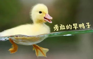 揭秘鸭子咳嗽：环境因素是首要诱因！