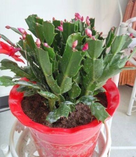 仙鹤来开花时施什么肥最有效