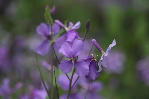 彼岸花：红红的花， 有点忧伤