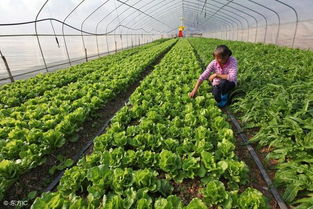 菜地种植， 注意这些因素