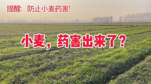 那啥时候打除草剂合适呢？