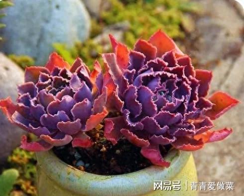 晚霞多肉叶插可行，晚霞之舞养护要点