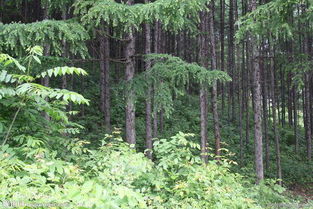 阔叶树的坚韧与珍贵